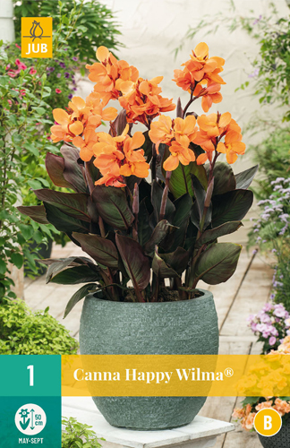 Flower bulb Canna (Sol) Happy Wilma 1 piece JUB