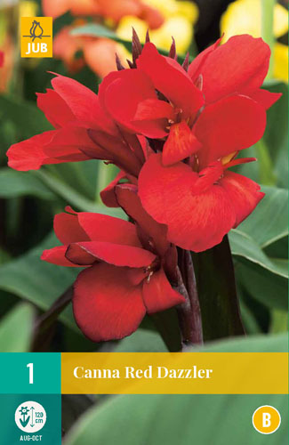 Flower bulb Canna Red Dazzler 1 piece JUB