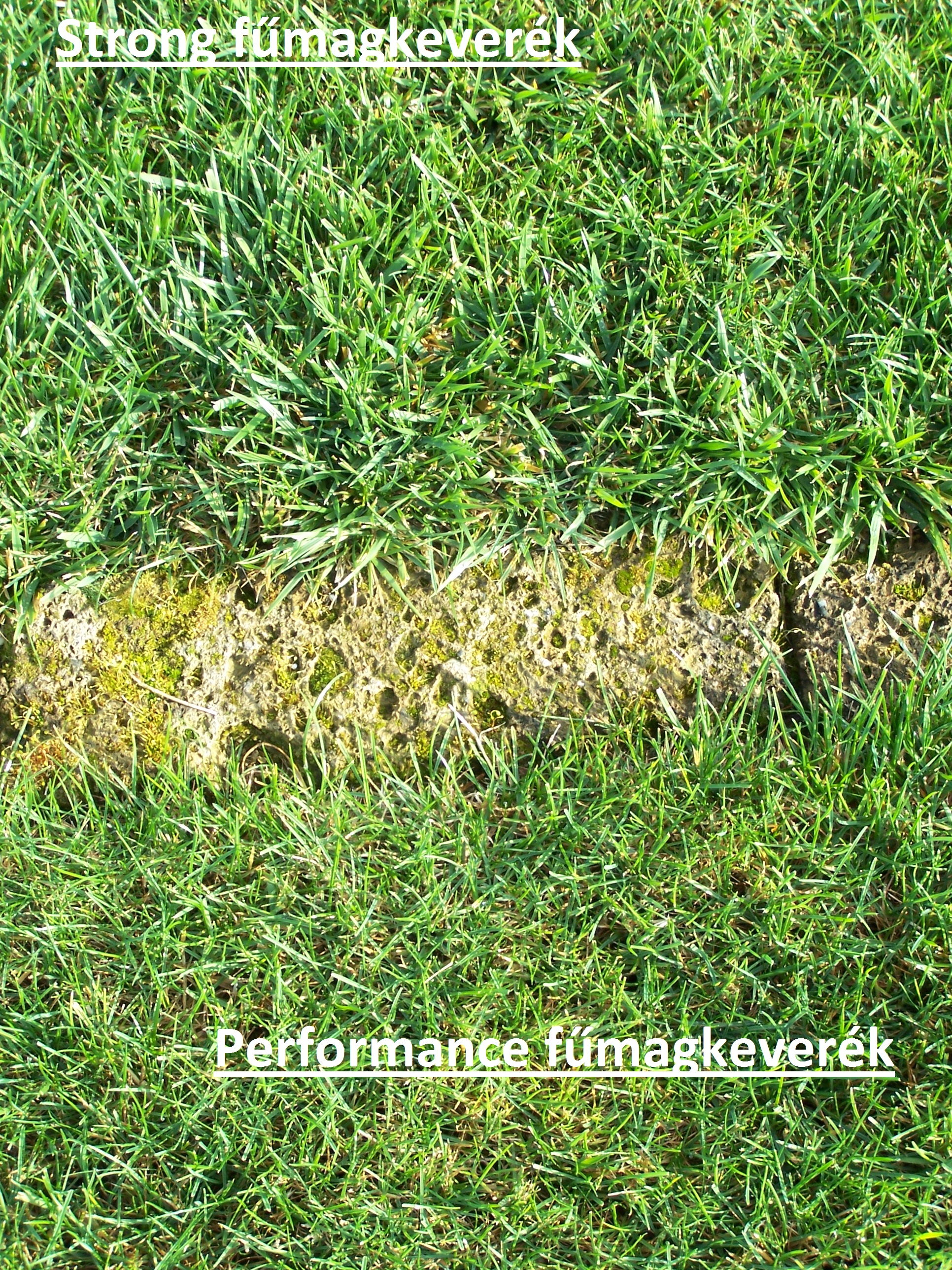 ICL grass seed Performance (sport) 5 kg