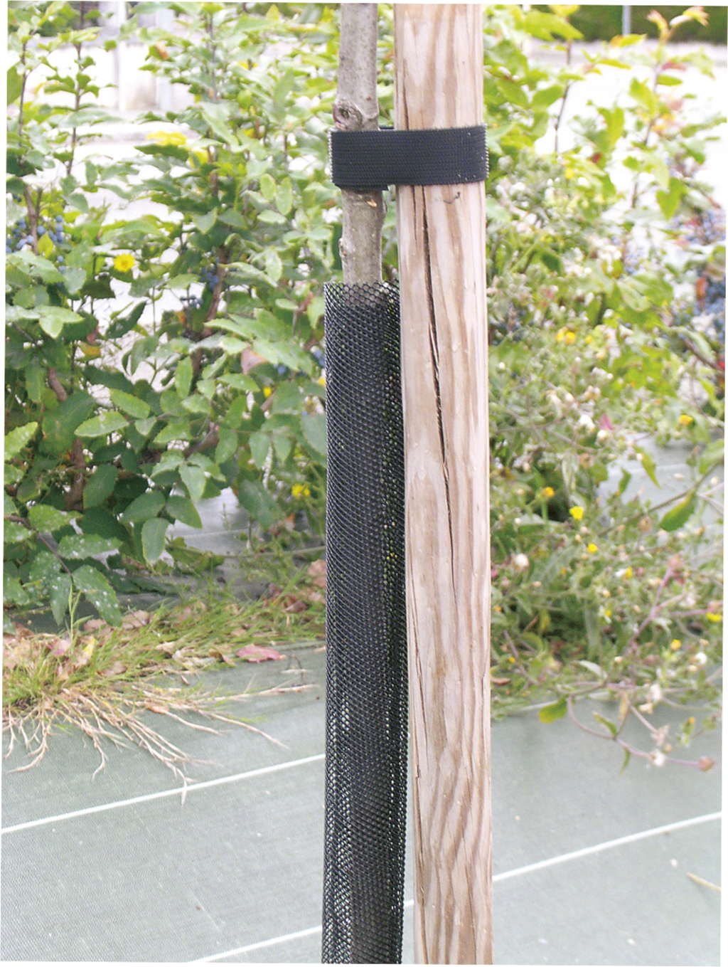 Tree protection grid Treex black 110 cm (6 cm diameter)